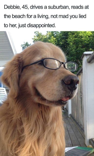 Dogs With Bios Is Just A Perfect Combination (40 pics)