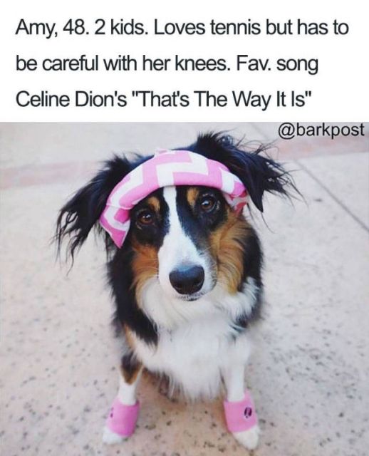 Dogs With Bios Is Just A Perfect Combination (40 pics)