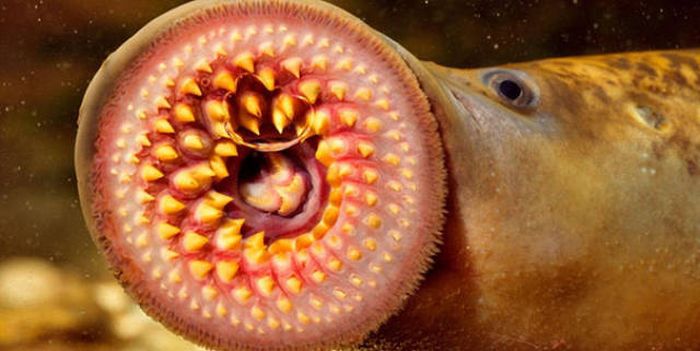 Nature Has A Lot Of Horrifying Stuff To Offer Us (31 pics)