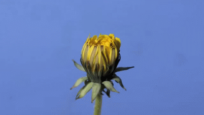 How Things Work (32 gifs)