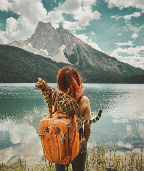 A Cat From Canada That Travels A Lot (36 pics)