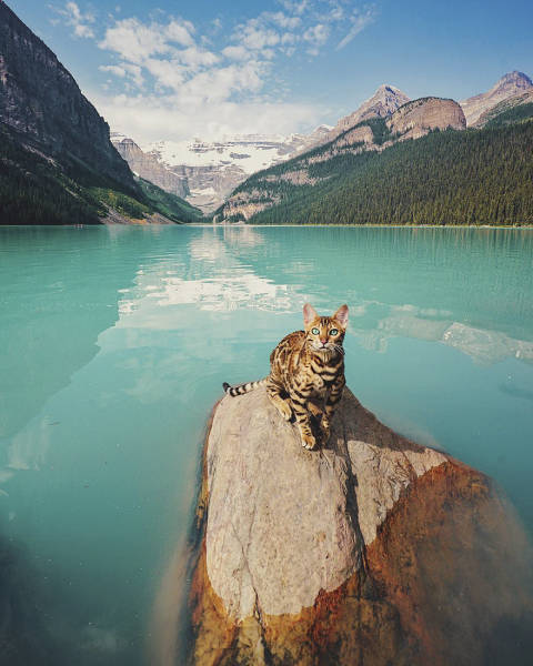 A Cat From Canada That Travels A Lot (36 pics)