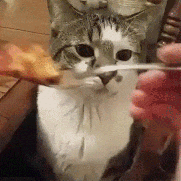 You Just Weren’t Quick Enough (14 gifs)