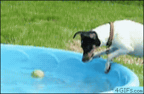 You Just Weren’t Quick Enough (14 gifs)