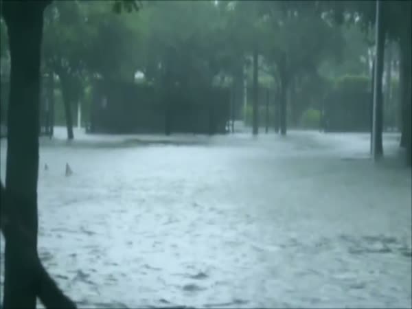 Hurricane Irma Sharks? Not Really