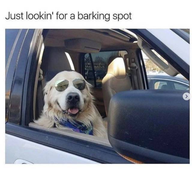 Funny Pictures With Texts (33 pics)