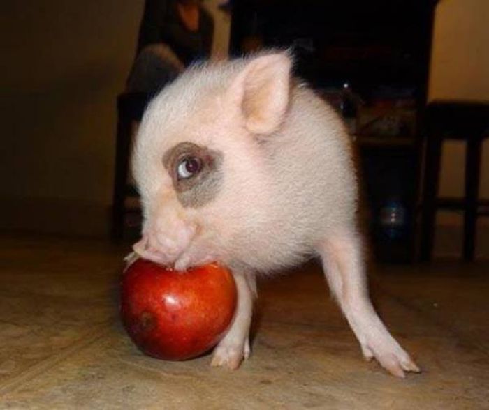 Acid Picdump (104 pics)