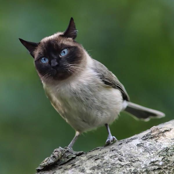 Cats And Birds Are A Perfect Combination (16 pics)