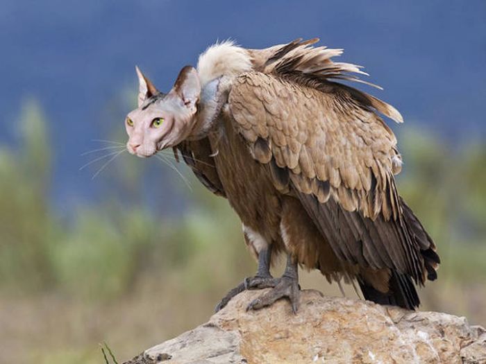 Cats And Birds Are A Perfect Combination (16 pics)