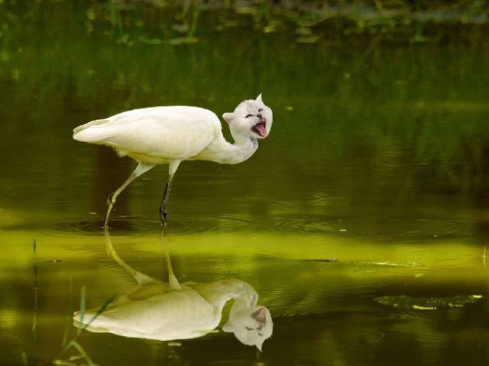 Cats And Birds Are A Perfect Combination (16 pics)