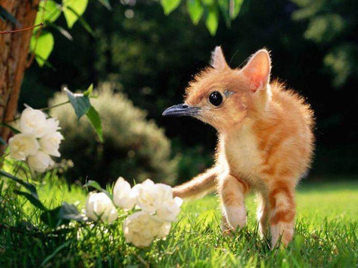 Cats And Birds Are A Perfect Combination (16 pics)