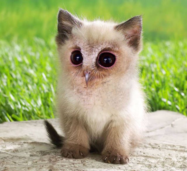 Cats And Birds Are A Perfect Combination (16 pics)