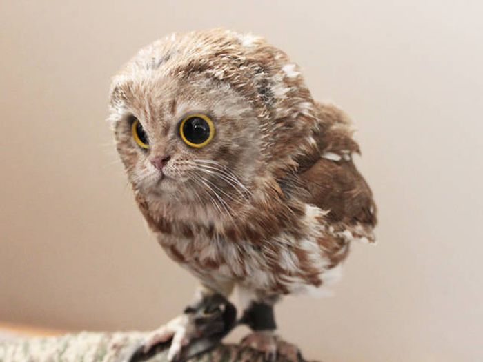Cats And Birds Are A Perfect Combination (16 pics)