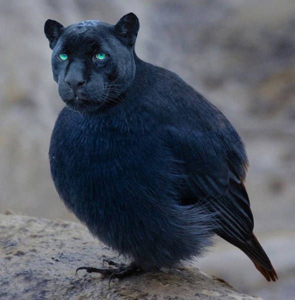 Cats And Birds Are A Perfect Combination (16 pics)