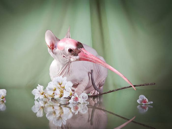 Cats And Birds Are A Perfect Combination (16 pics)