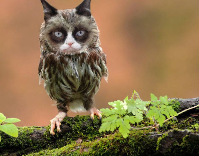 Cats And Birds Are A Perfect Combination (16 pics)