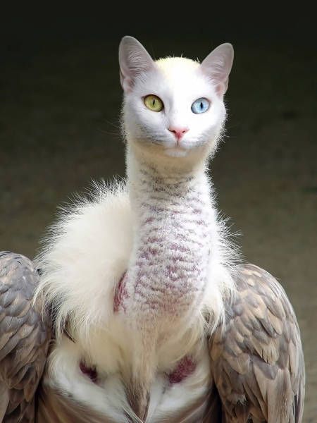 Cats And Birds Are A Perfect Combination (16 pics)