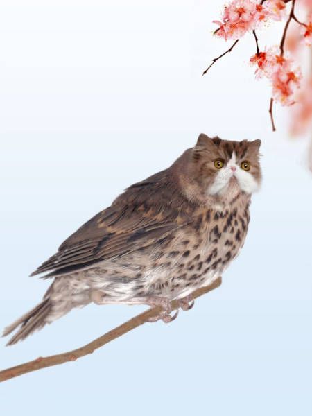 Cats And Birds Are A Perfect Combination (16 pics)