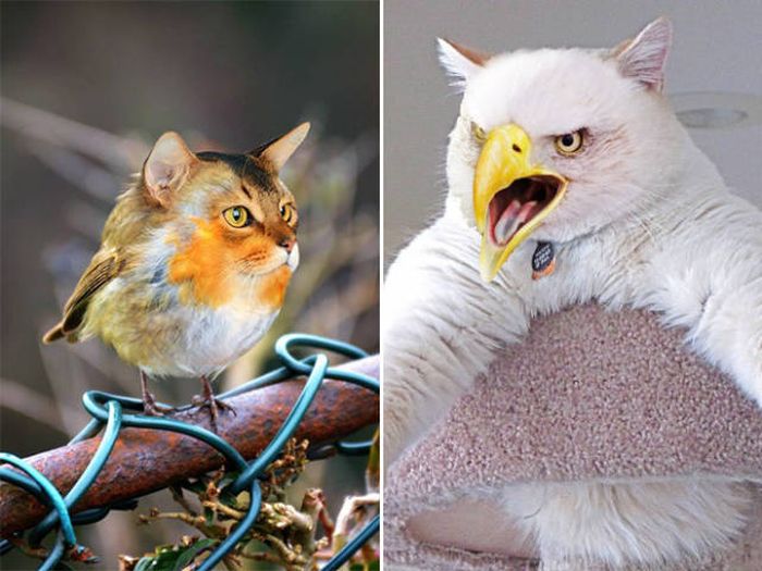 Cats And Birds Are A Perfect Combination (16 pics)