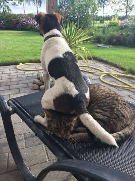 Dog-Cat Relationships Are Very Complicated (40 pics)