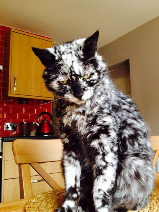 Cats With The Craziest Fur Markings Ever (25 pics)