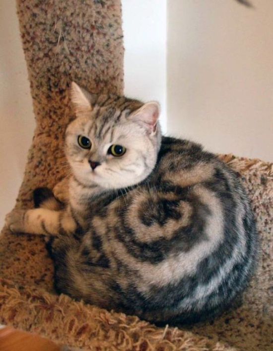 Cats With The Craziest Fur Markings Ever (25 pics)