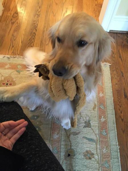 Pets Express Their Love To Humans By Bringing Them Gifts (39 pics)
