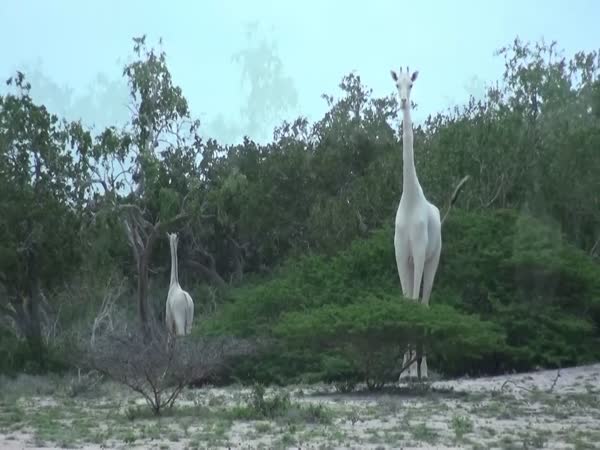 Rare White Giraffe Discovered
