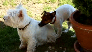 Acid Gifdump, September 19, 2017 (25 gifs)