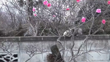 Acid Gifdump, September 19, 2017 (25 gifs)