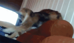 Acid Gifdump, September 19, 2017 (25 gifs)