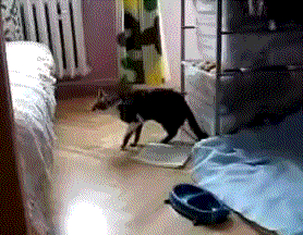 Acid Gifdump, September 19, 2017 (25 gifs)