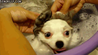 Acid Gifdump, September 19, 2017 (25 gifs)
