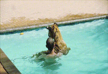 Acid Gifdump, September 19, 2017 (25 gifs)