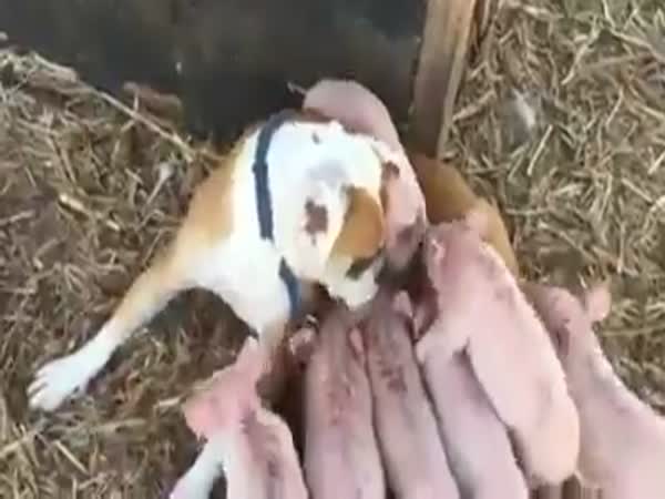 Gold Coast Dog Adopts Rescued Piglets