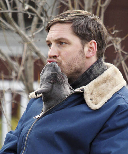 Tom Hardy Knows How To Melt Hearts All Over The Internet (31 pics)