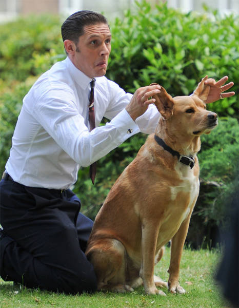Tom Hardy Knows How To Melt Hearts All Over The Internet (31 pics)
