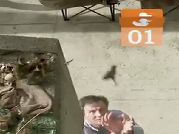 Man Saves Ducklings Falling From Building