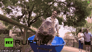 Acid Gifdump, September 22, 2017 (25 gifs)
