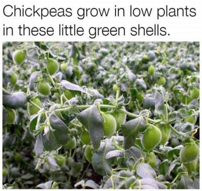 These Foods Actually Grow In Some Unexpected Ways (20 pics)