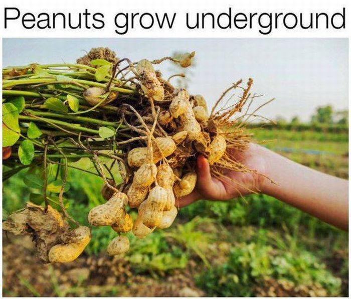 These Foods Actually Grow In Some Unexpected Ways (20 pics)