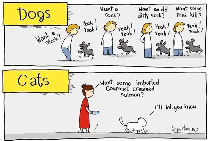 The Differences Between Cats And Dogs (25 pics)