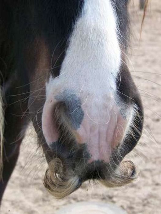 Horses With Moustaches (10 pics)