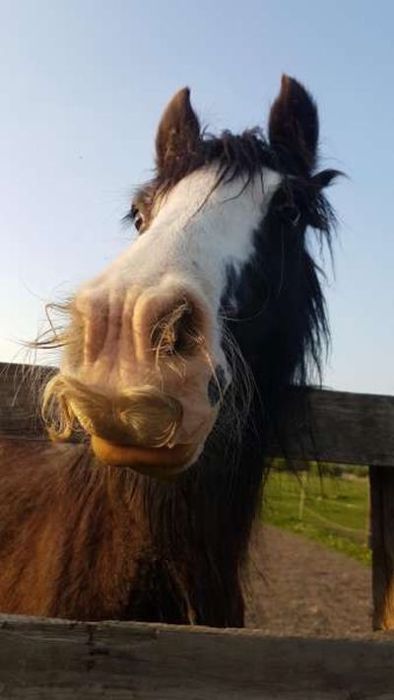 Horses With Moustaches (10 pics)