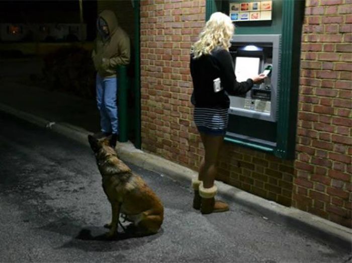 When Afraid To Withdraw Money From An ATM – Take Your Dog With You (11 pics)