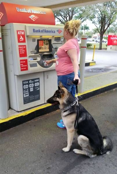 When Afraid To Withdraw Money From An ATM – Take Your Dog With You (11 pics)