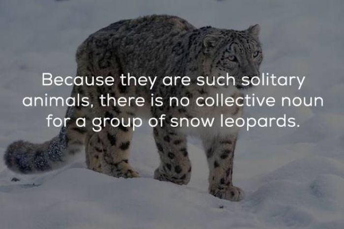 Interesting Facts (24 pics)