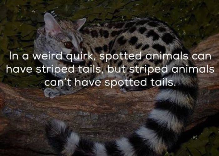 Interesting Facts (24 pics)