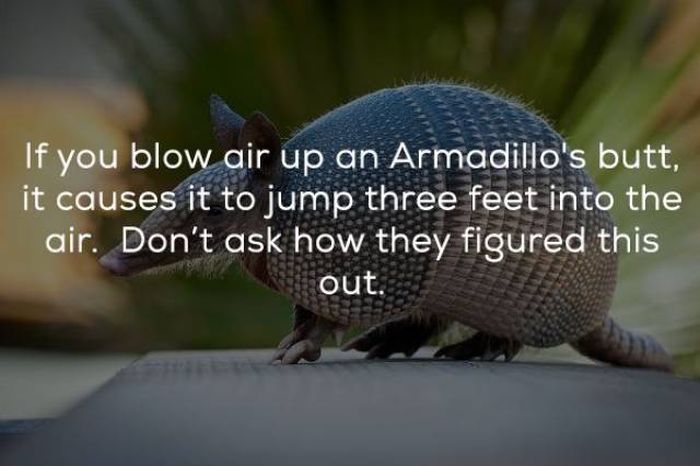 Interesting Facts (24 pics)