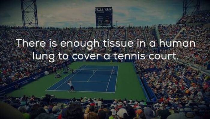 Interesting Facts (24 pics)